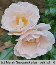 Rosa hort. Hella