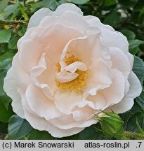 Rosa hort. Hella