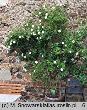 Rosa hort. Hella