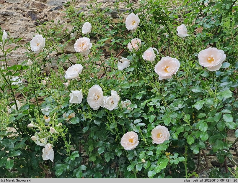 Rosa hort. Hella