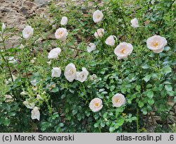 Rosa hort. Hella