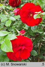 Rosa hort. Amadeus