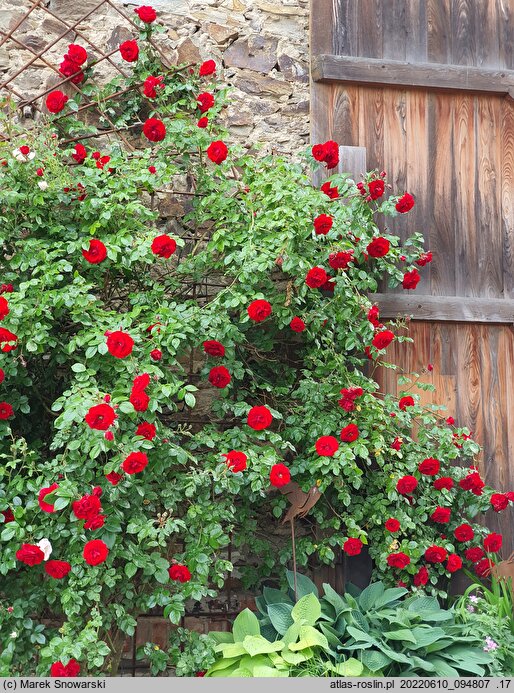 Rosa hort. Amadeus