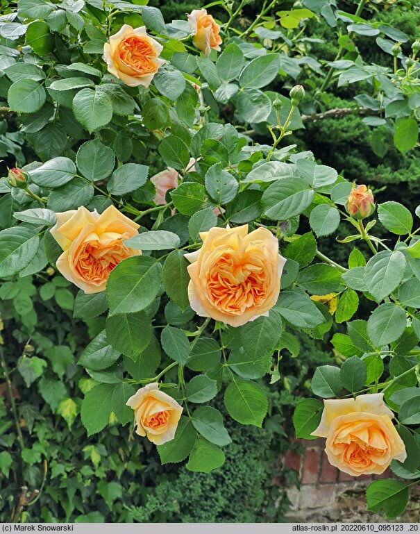 Rosa hort. Alchymist