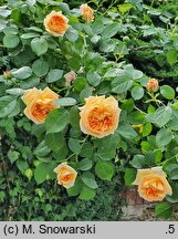 Rosa hort. Alchymist