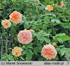 Rosa hort. Alchymist