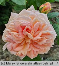 Rosa hort. Alchymist