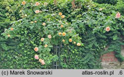 Rosa hort. Alchymist