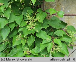 Schizophragma hydrangeoides Roseum