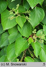 Schizophragma hydrangeoides Roseum