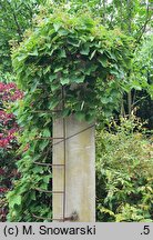 Schizophragma hydrangeoides Roseum