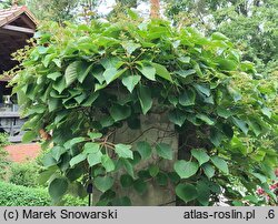 Schizophragma hydrangeoides Roseum