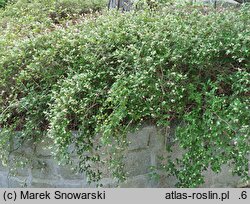 Neillia incisa Crispa