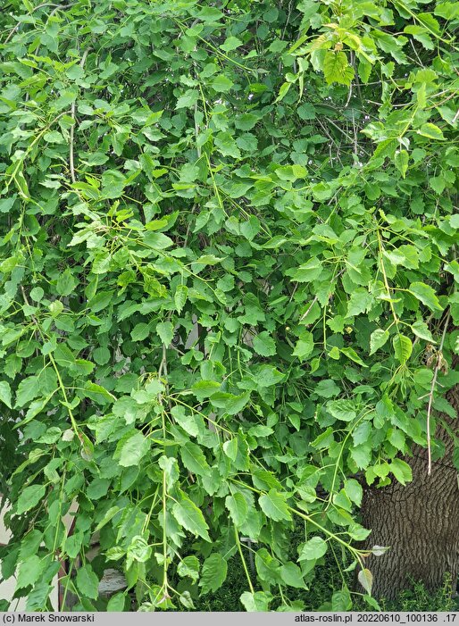Fraxinus excelsior Heterophylla Pendula