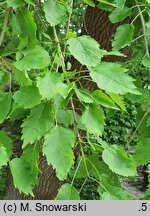 Fraxinus excelsior Heterophylla Pendula