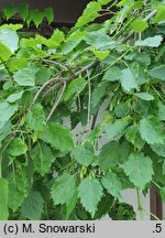 Fraxinus excelsior Heterophylla Pendula