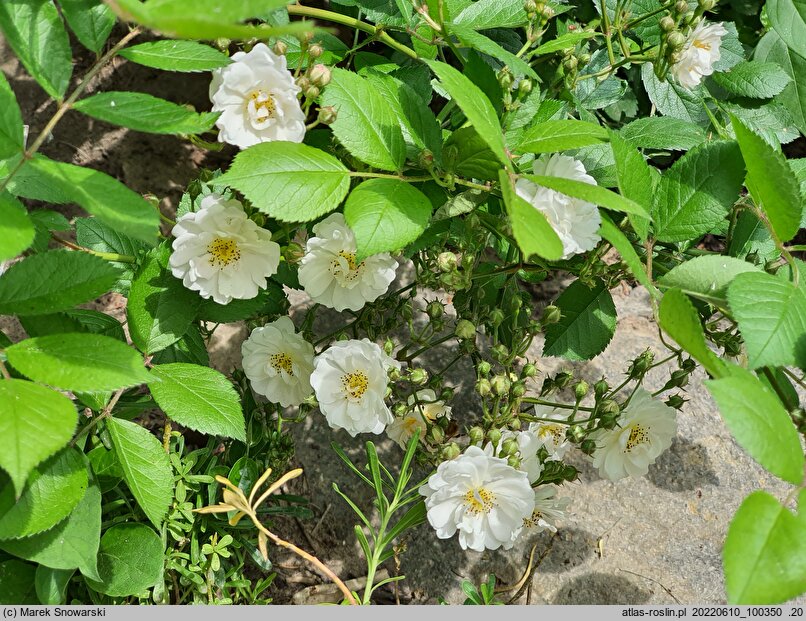 Rosa multiflora Nana