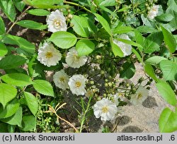 Rosa multiflora Nana
