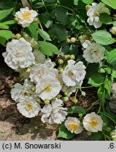 Rosa multiflora Nana