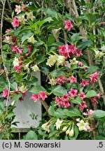 Weigela coraeensis (krzewuszka wielkokwiatowa)