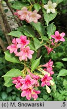 Weigela coraeensis (krzewuszka wielkokwiatowa)