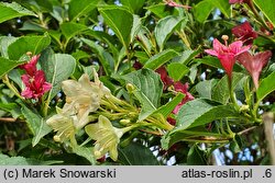 Weigela coraeensis (krzewuszka wielkokwiatowa)