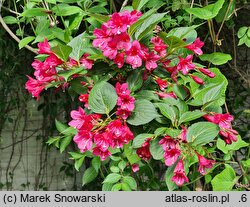 Weigela Eva Rathke