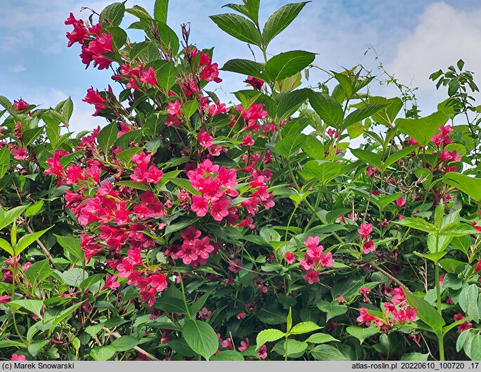 Weigela Eva Rathke