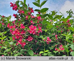 Weigela Eva Rathke