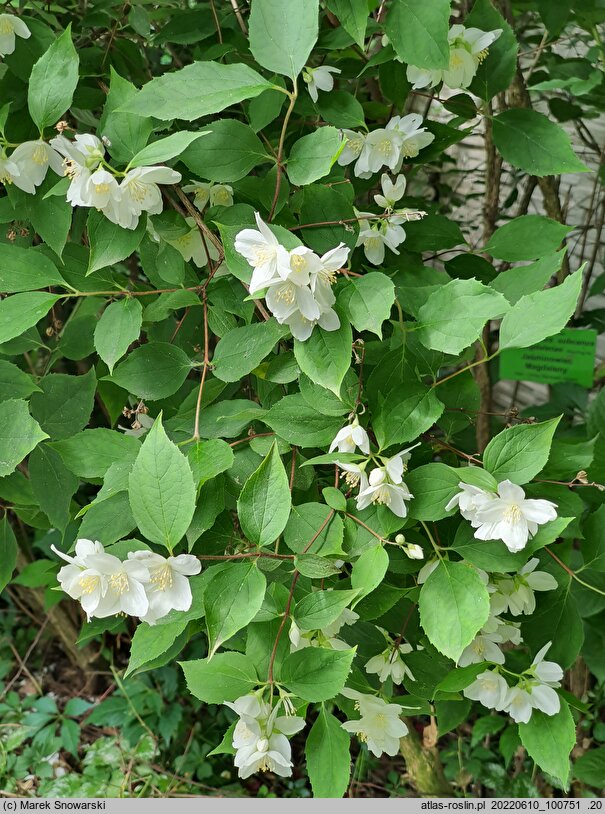 Philadelphus subcanus var. magdalenae (jaśminowiec Magdaleny)