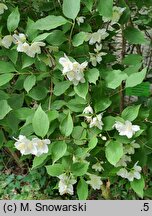 Philadelphus subcanus var. magdalenae (jaśminowiec Magdaleny)