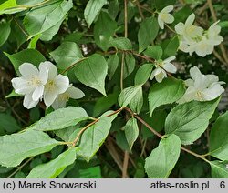 Philadelphus subcanus var. magdalenae (jaśminowiec Magdaleny)