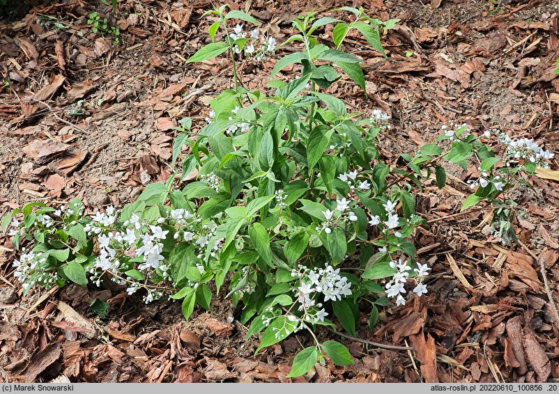 Deutzia setchuenensis (żylistek syczuański)