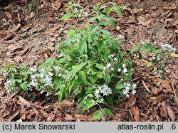 Deutzia setchuenensis (żylistek syczuański)
