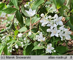 Deutzia setchuenensis (żylistek syczuański)