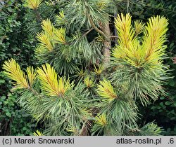 Pinus contorta Taylor's Sunburst