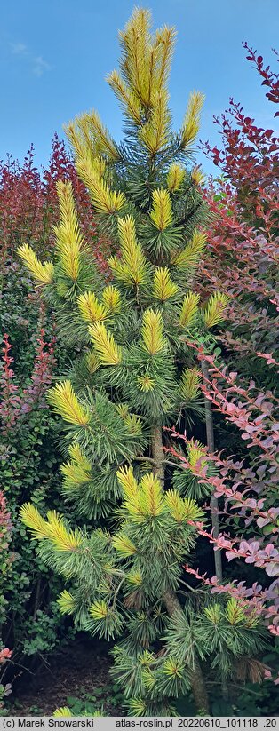 Pinus contorta Taylor's Sunburst