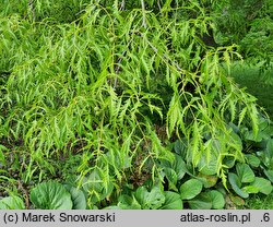 Juglans regia Leopold