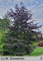 Fagus sylvatica s.str. Riversii