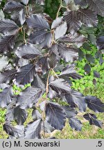 Fagus sylvatica s.str. Riversii