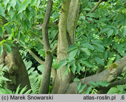 Acer carpinifolium Esveld Select