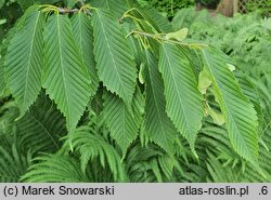Acer carpinifolium Esveld Select