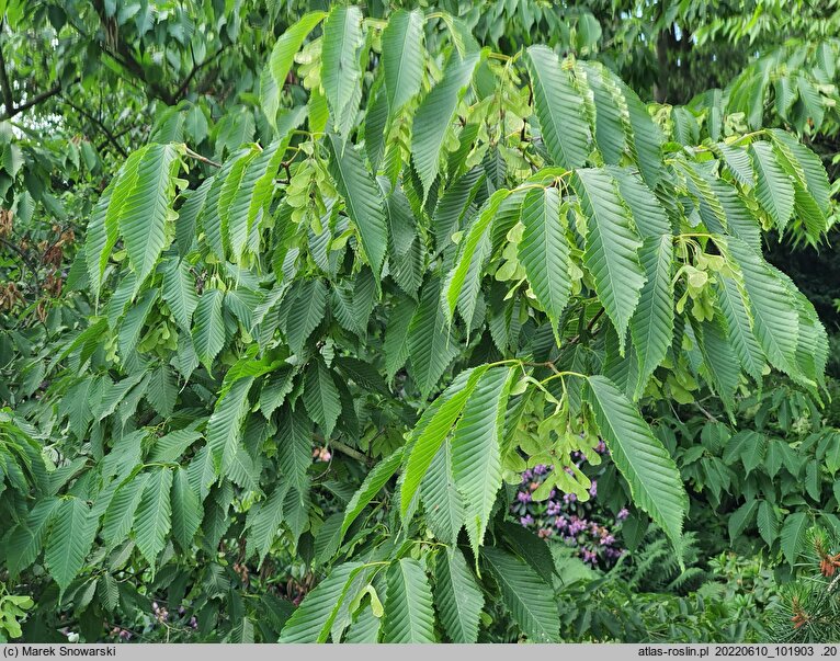 Acer carpinifolium Esveld Select