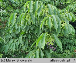 Acer carpinifolium Esveld Select