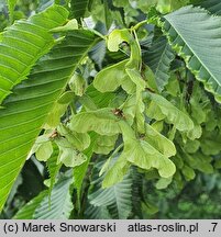 Acer carpinifolium Esveld Select