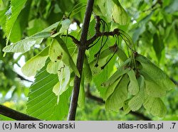 Acer carpinifolium Esveld Select