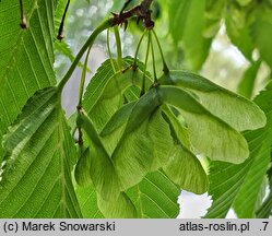 Acer carpinifolium Esveld Select