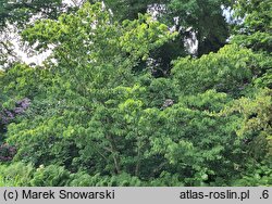 Acer carpinifolium Esveld Select
