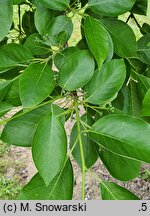 Nyssa sylvatica (błotnia leśna)