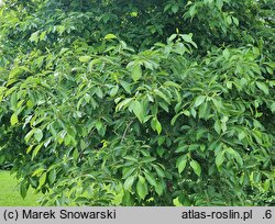 Nyssa sylvatica (błotnia leśna)